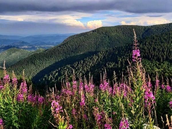 Milmari Mm L24 Hotell Kopaonik Exteriör bild